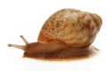 Achatina achatina achatina Ghana typ 2 F1 juvenil